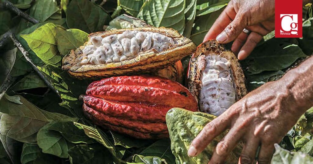 Con corte a mayo de 2022, las ventas al exterior del sector agropecuario sumaron US$5.055 millones y aumentaron 33,6% respecto al mismo periodo de 2021, con un protagonismo de productos no tradicionales como aceite de palma, lima Tahití y gulupa.