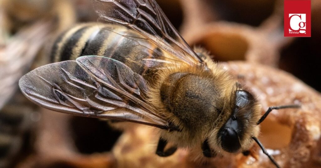 Ante la muerte masiva por envenenamiento de millones de abejas en el Quindío, la Procuraduría General de la Nación requirió a las autoridades departamentales poner especial atención a los casos de extinción de colmenas por el uso indiscriminado de agroquímicos en cultivos de la región.