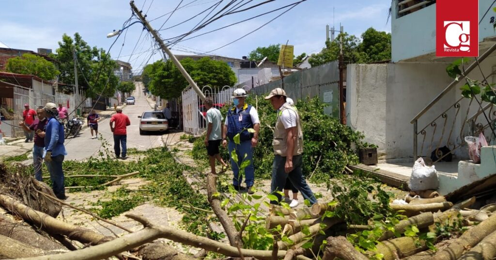 Distrito delega competencias para la tala de árboles en zonas urbanas