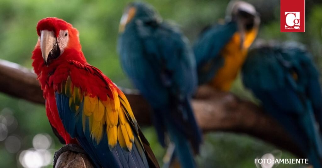 El Gobierno del Cambio ya inició su participación en la Décimo Quinta Conferencia de las Naciones Unidas sobre Diversidad Biológica (COP15) con un mensaje claro y contundente: revertir la alarmante perdida de la biodiversidad producida por los cambios en el uso del suelo y del mar, la explotación directa de los organismos, el cambio climático, la contaminación y las especies exóticas invasoras.