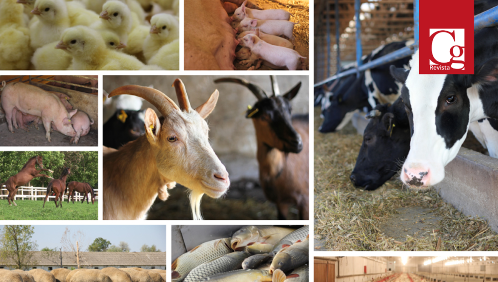 El bienestar animal como vínculo para un desarrollo sostenible de la humanidad